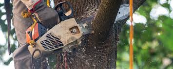 Best Leaf Removal  in Woodside, CA