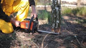 Best Tree and Shrub Care  in Woodside, CA