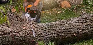 Best Landscape Design and Installation  in Woodside, CA