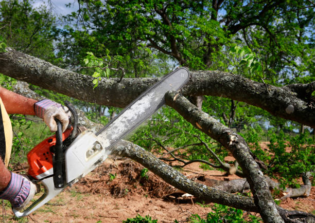 Best Lot and Land Clearing  in Woodside, CA